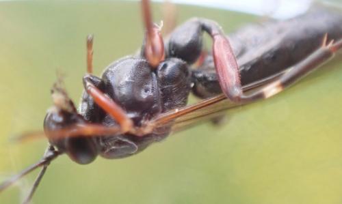 Réf. 289 967 : Pimpla turionellae